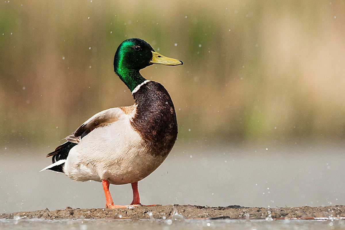 image Mallard