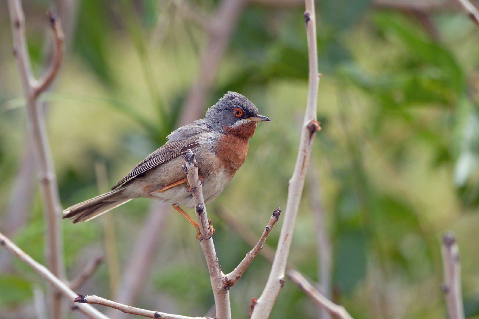 image Subalpine Warbler