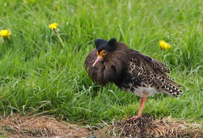 image Ruff