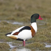Common Shelduck