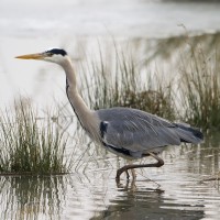 Garza Real
