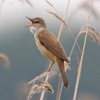 Great Reed Warbler