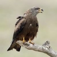 Black Kite