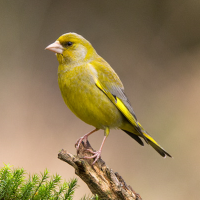 Greenfinch