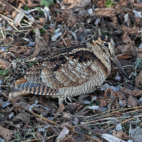 Eurasian Woodcock