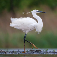 Little Egret