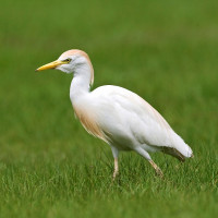 Cattle Egret