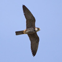 Eurasian Hobby
