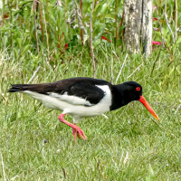 Eurasian Oystercatcher