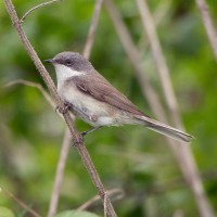 Lesser Whitethroat