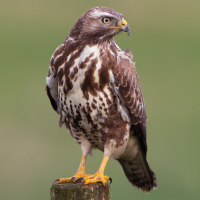 Common Buzzard