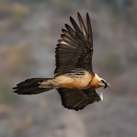 Bearded Vulture