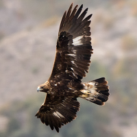 Golden Eagle