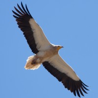 Egyptian Vulture