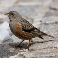 Alpine Accentor