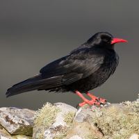 Red-billed Chough