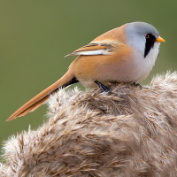 Bearded Tit
