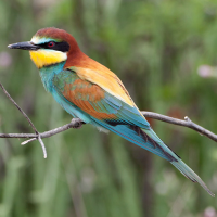 European Bee-eater