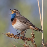 Bluethroat