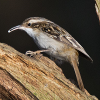 Short-toed Treecreeper