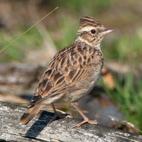 Wood Lark