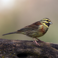 Cirl Bunting