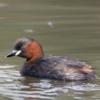 Little Grebe