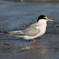 Little Tern