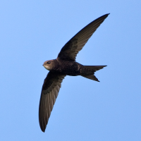 Common Swift