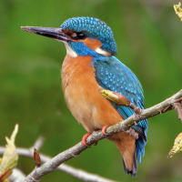 Common Kingfisher