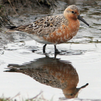 Red Knot
