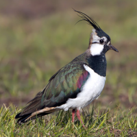 Northern Lapwing