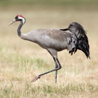 Common Crane