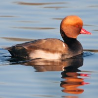 Red-crested Pochard