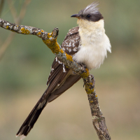 Great Spotted Cuckoo