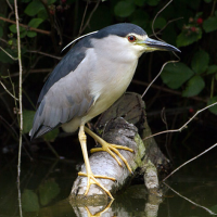Black-crowned Night Heron