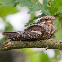 Eurasian Nightjar