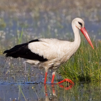 White Stork