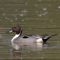 Northern Pintail