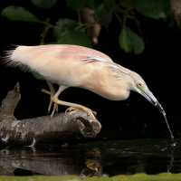 Squacco Heron
