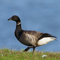 Brent Goose