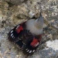 Wallcreeper