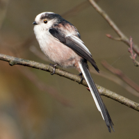Long-tailed Tit