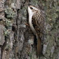 Eurasian Treecreeper