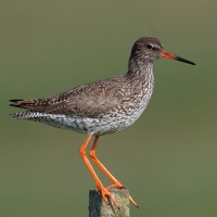 Common Redshank