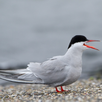 Common Tern