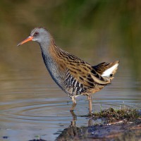 Water Rail