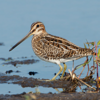 Common Snipe