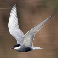 Whiskered Tern