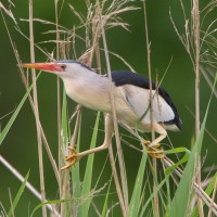 Little Bittern